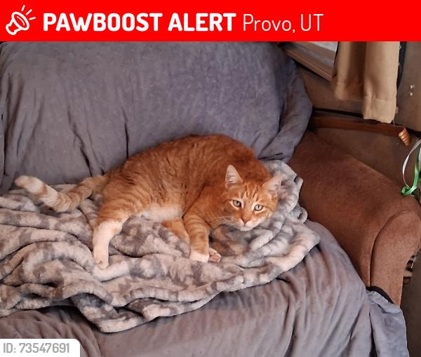 Lost Male Cat last seen Near n Draper ln, Provo, UT 84601