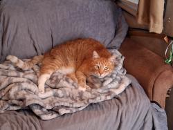 Lost Male Cat last seen Near n Draper ln, Provo, UT 84601