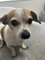Reunited Male Dog last seen Near SW 71st Ave, Miami, FL 33156, USA, Miami, FL 33156