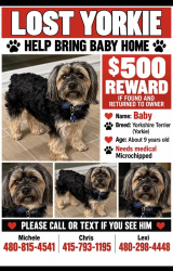 Lost Male Dog last seen Jomax and pinnacle peak, Scottsdale, AZ 85266