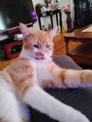 Reunited Male Cat last seen Near sunset Ave, Erlanger, KY 41018