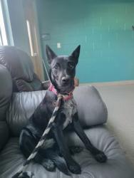 Shelter Stray Female Dog last seen HSHC, Abandoned at HSHC, IN, 10501 Hague Rd, Fishers, IN 46038, USA