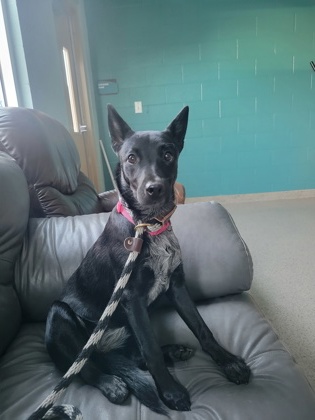 Shelter Stray Female Dog last seen HSHC, Abandoned at HSHC, IN, 10501 Hague Rd, Fishers, IN 46038, USA