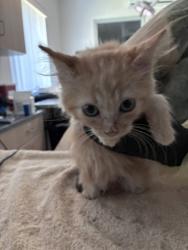 Shelter Stray Male Cat last seen Near Rhoda Way, Rancho Cordova, CA, 6201 Florin Perkins Rd, Sacramento, CA 95828, USA