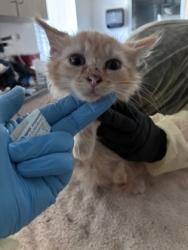 Shelter Stray Male Cat last seen Near Rhoda Way, Rancho Cordova, CA, 6201 Florin Perkins Rd, Sacramento, CA 95828, USA