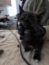 Shelter Stray Male Cat last seen Near Rhoda Way, Rancho Cordova, CA, 6201 Florin Perkins Rd, Sacramento, CA 95828, USA