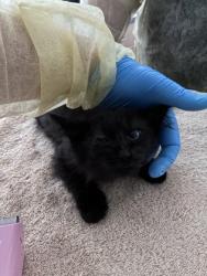 Shelter Stray Female Cat last seen Near Rhoda Way, Rancho Cordova, CA, 6201 Florin Perkins Rd, Sacramento, CA 95828, USA
