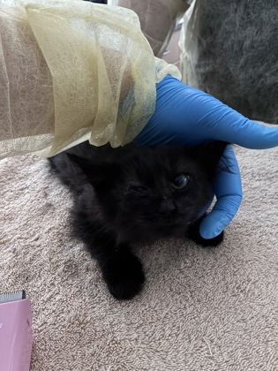 Shelter Stray Female Cat last seen Near Rhoda Way, Rancho Cordova, CA, 6201 Florin Perkins Rd, Sacramento, CA 95828, USA