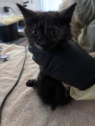 Shelter Stray Female Cat last seen Near Rhoda Way, Rancho Cordova, CA, 6201 Florin Perkins Rd, Sacramento, CA 95828, USA