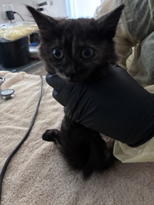 Shelter Stray Female Cat last seen Near Rhoda Way, Rancho Cordova, CA, 6201 Florin Perkins Rd, Sacramento, CA 95828, USA