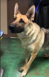 Shelter Stray Female Dog last seen Sunnyside, Sunnyside, WA, 2405 W Birchfield Rd, Yakima, WA 98901, USA
