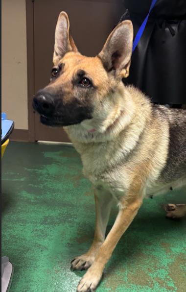 Shelter Stray Female Dog last seen Sunnyside, Sunnyside, WA, 2405 W Birchfield Rd, Yakima, WA 98901, USA