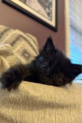 Shelter Stray Male Cat last seen Near Rokeby Rd, 21229, MD, 2490 Giles Rd, Baltimore, MD 21225, USA