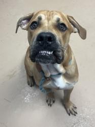 Shelter Stray Male Dog last seen Near Rockbridge Rd, Stone Mountain, GA 30088, 30088, GA, 3280 Chamblee Dunwoody Rd, Chamblee, GA 30341, USA
