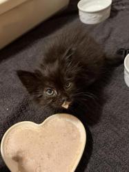 Shelter Stray Female Cat last seen Near Rokeby Rd, 21229, MD, 2490 Giles Rd, Baltimore, MD 21225, USA