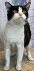 Shelter Stray Female Cat last seen Monkhouse, Caddo Parish, LA, 1500 Monty St, Shreveport, LA 71107, USA