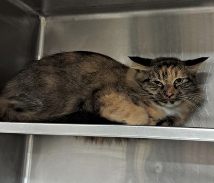 Shelter Stray Unknown Cat last seen Unknown, Caddo Parish, LA, 1500 Monty St, Shreveport, LA 71107, USA