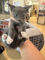 Shelter Stray Male Cat last seen Near Mars Dr, Cedar Hill, TX, 1150 E Pleasant Run Rd, Cedar Hill, TX 75104, USA