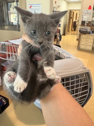 Shelter Stray Male Cat last seen Near Mars Dr, Cedar Hill, TX, 1150 E Pleasant Run Rd, Cedar Hill, TX 75104, USA