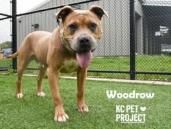 Shelter Stray Male Dog last seen Near N Pennsylvania Dr, 64118, MO, 7077 Elmwood Ave, Kansas City, MO 64132, USA