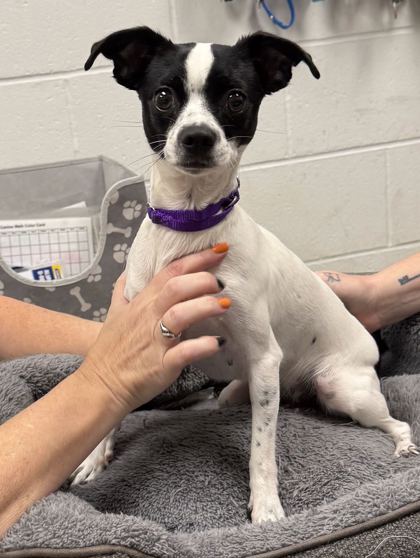 Shelter Stray Female Dog last seen E 93rd St, 64138, MO, 7077 Elmwood Ave, Kansas City, MO 64132, USA