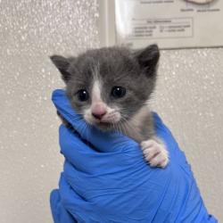 Shelter Stray Male Cat last seen John Kimbrough Blvd & Penberthy Blvd, Texas A&M University, TX, 5359 Leonard Rd, Bryan, TX 77807, USA