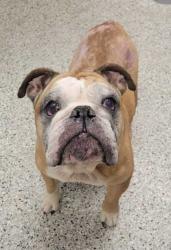 Shelter Stray Female Dog last seen Scarritt AveKansas City, MO 64123, 64123, MO, 7077 Elmwood Ave, Kansas City, MO 64132, USA