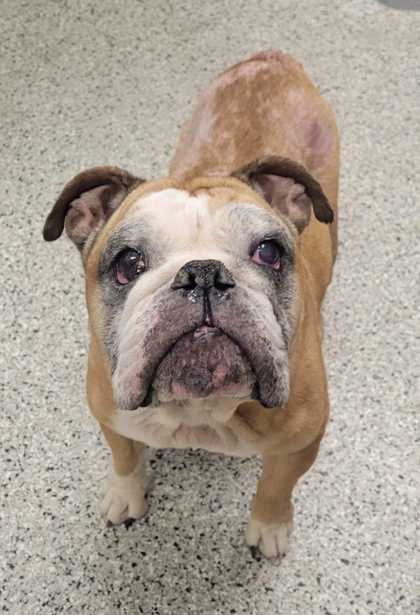 Shelter Stray Female Dog last seen Scarritt AveKansas City, MO 64123, 64123, MO, 7077 Elmwood Ave, Kansas City, MO 64132, USA