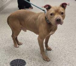Shelter Stray Male Dog last seen Near E 81st St, 64132, MO, 7077 Elmwood Ave, Kansas City, MO 64132, USA