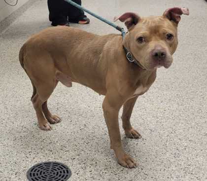 Shelter Stray Male Dog last seen Near E 81st St, 64132, MO, 7077 Elmwood Ave, Kansas City, MO 64132, USA