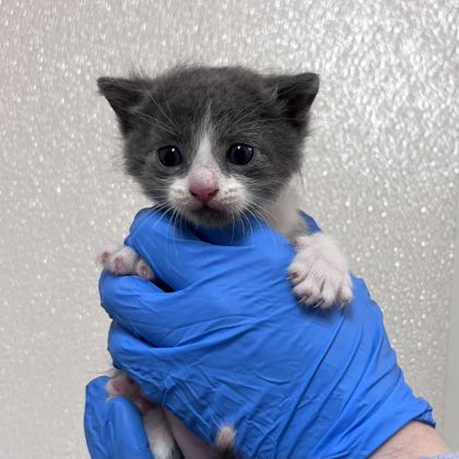 Shelter Stray Male Cat last seen John Kimbrough Blvd & Penberthy Blvd, Texas A&M University, TX, 5359 Leonard Rd, Bryan, TX 77807, USA