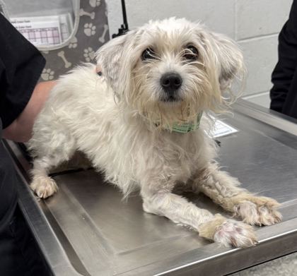 Shelter Stray Male Dog last seen Near Wyoming St, 64112, MO, 7077 Elmwood Ave, Kansas City, MO 64132, USA