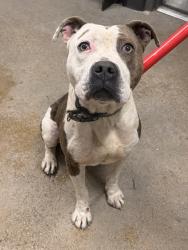 Shelter Stray Male Dog last seen Eddy & Kirby, 5th District, OH, 9203 Detroit Ave, Cleveland, OH 44102, USA
