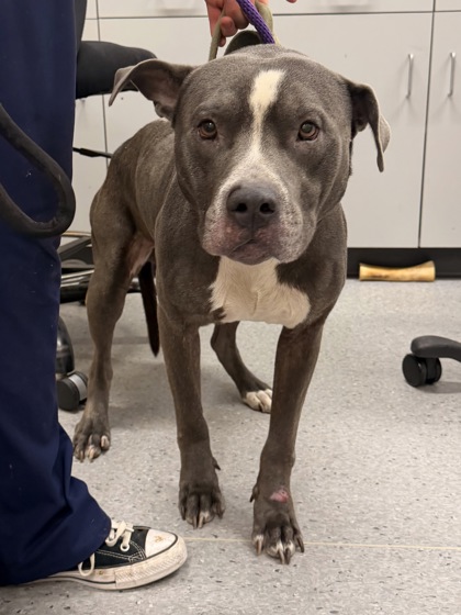 Shelter Stray Male Dog last seen W 130 & Puritas, 1st District, OH, 9203 Detroit Ave, Cleveland, OH 44102, USA