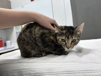 Shelter Stray Female Cat last seen Near E 61st St, 64130, MO, 7077 Elmwood Ave, Kansas City, MO 64132, USA