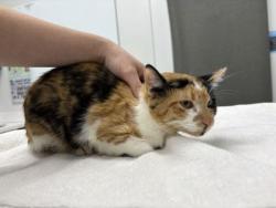 Shelter Stray Female Cat last seen Near E 61st St, 64130, MO, 7077 Elmwood Ave, Kansas City, MO 64132, USA