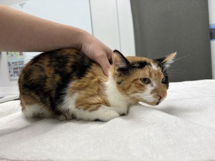 Shelter Stray Female Cat last seen Near E 61st St, 64130, MO, 7077 Elmwood Ave, Kansas City, MO 64132, USA