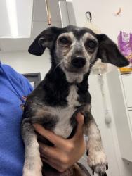 Shelter Stray Unknown Dog last seen Jennings & I-176, 2nd District, OH, 9203 Detroit Ave, Cleveland, OH 44102, USA