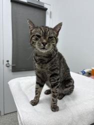 Shelter Stray Male Cat last seen Near Gladstone Blvd, 64123, MO, 7077 Elmwood Ave, Kansas City, MO 64132, USA