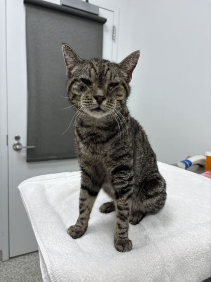 Shelter Stray Male Cat last seen Near Gladstone Blvd, 64123, MO, 7077 Elmwood Ave, Kansas City, MO 64132, USA