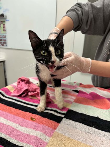 Shelter Stray Female Cat last seen Near Blue Ridge Blvd, 64133, MO, 7077 Elmwood Ave, Kansas City, MO 64132, USA