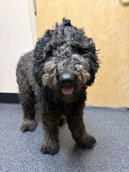 Shelter Stray Unknown Dog last seen Atlantic St and Wills Rd, Roseville City, CA, 200 Tahoe Ave, Roseville, CA 95678, USA
