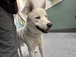 Shelter Stray Male Dog last seen Near fairmount ave, Oakland, CA, 1101 29th Ave, Oakland, CA 94601, USA
