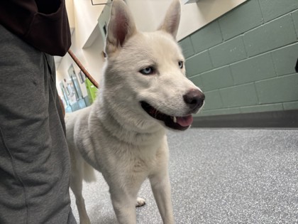 Shelter Stray Male Dog last seen Near fairmount ave, Oakland, CA, 1101 29th Ave, Oakland, CA 94601, USA