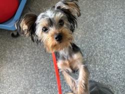Shelter Stray Female Dog last seen Near 47th Ave, Apt 3, Oakland, CA, 1101 29th Ave, Oakland, CA 94601, USA