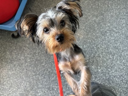 Shelter Stray Female Dog last seen Near 47th Ave, Apt 3, Oakland, CA, 1101 29th Ave, Oakland, CA 94601, USA