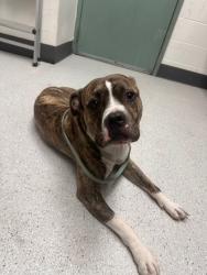 Shelter Stray Male Dog last seen Near 9th Ave unit 421, Oakland, CA, 1101 29th Ave, Oakland, CA 94601, USA