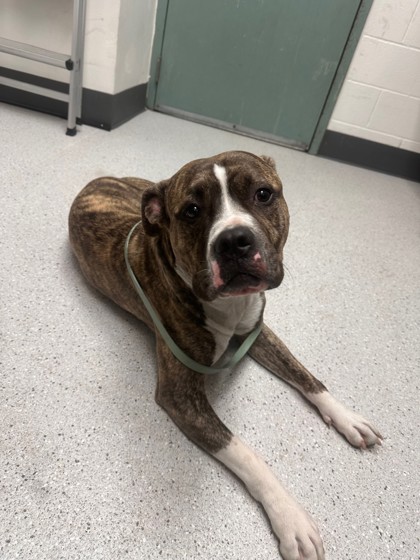 Shelter Stray Male Dog last seen Near 9th Ave unit 421, Oakland, CA, 1101 29th Ave, Oakland, CA 94601, USA