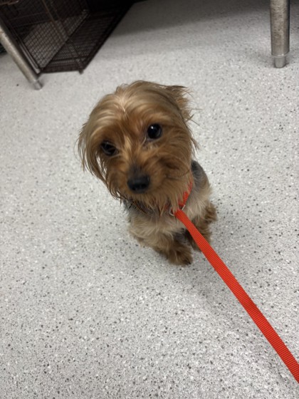 Shelter Stray Female Dog last seen Near 47th Ave, Apt 3, Oakland, CA, 1101 29th Ave, Oakland, CA 94601, USA