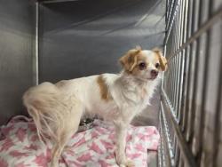 Shelter Stray Female Dog last seen Near ARMATRADING DR; CP, City of Cedar Park, TX, 1855 SE Inner Loop, Georgetown, TX 78626, USA